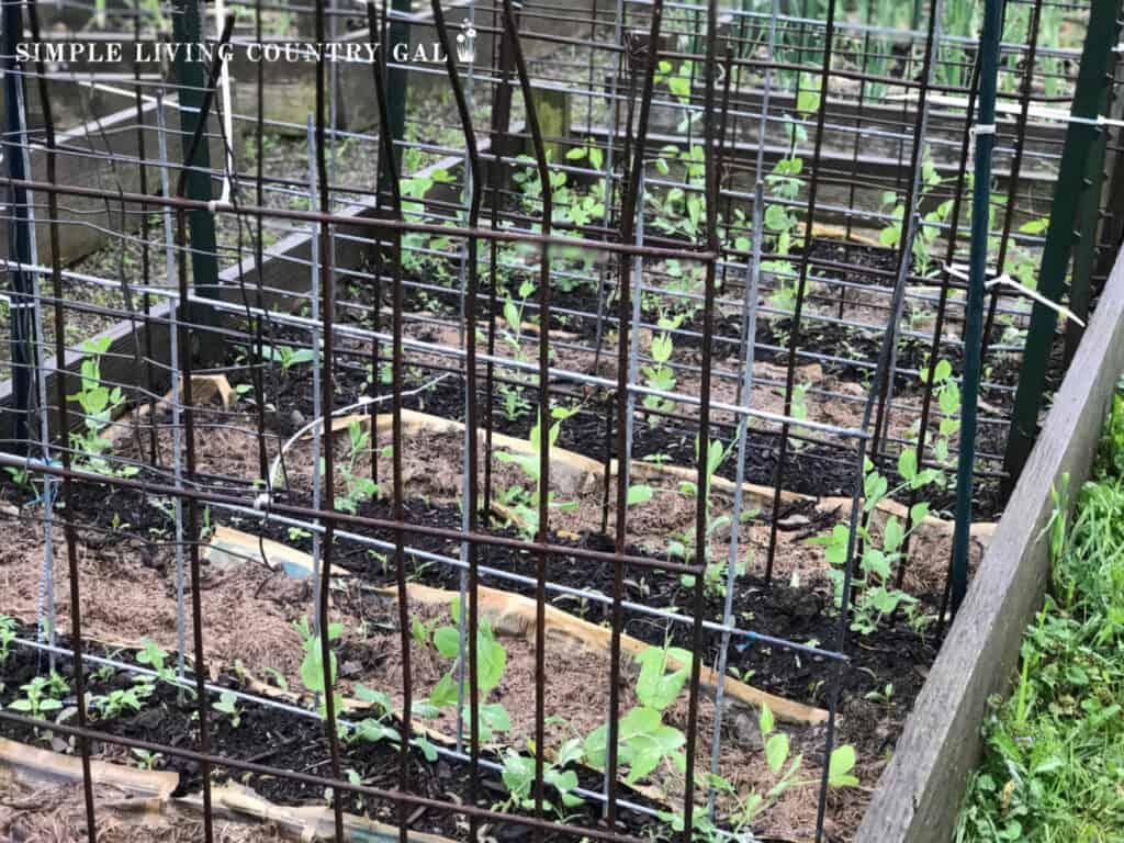 steal fence in a garden supporting peas