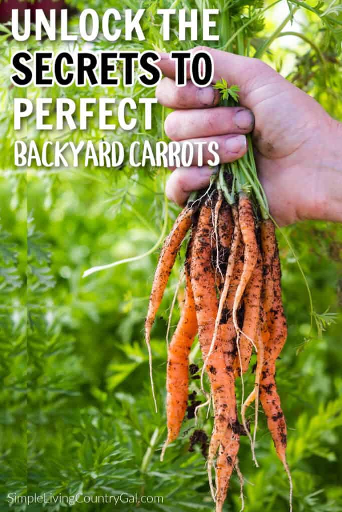 GROWING CARROTS FOR BEGINNERS