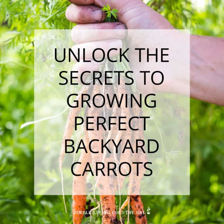 GROWING CARROTS FOR BEGINNERS