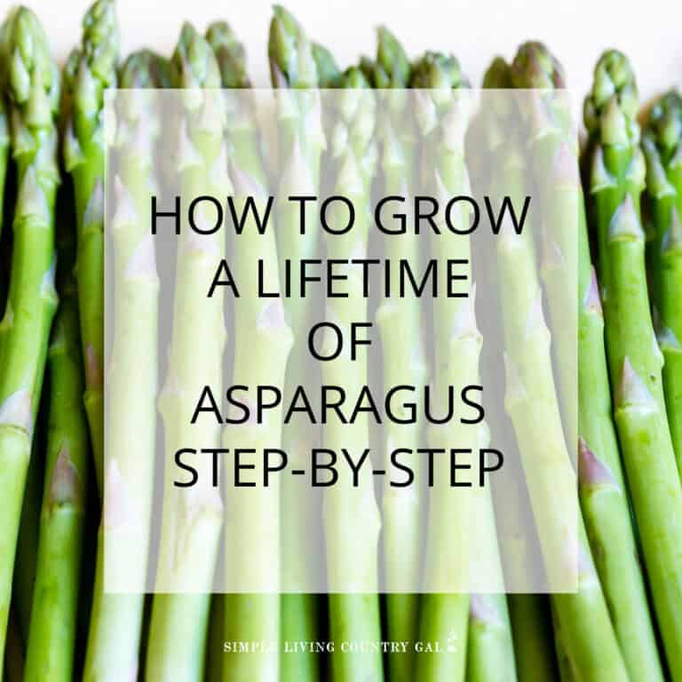 How to Grow Asparagus for Beginners