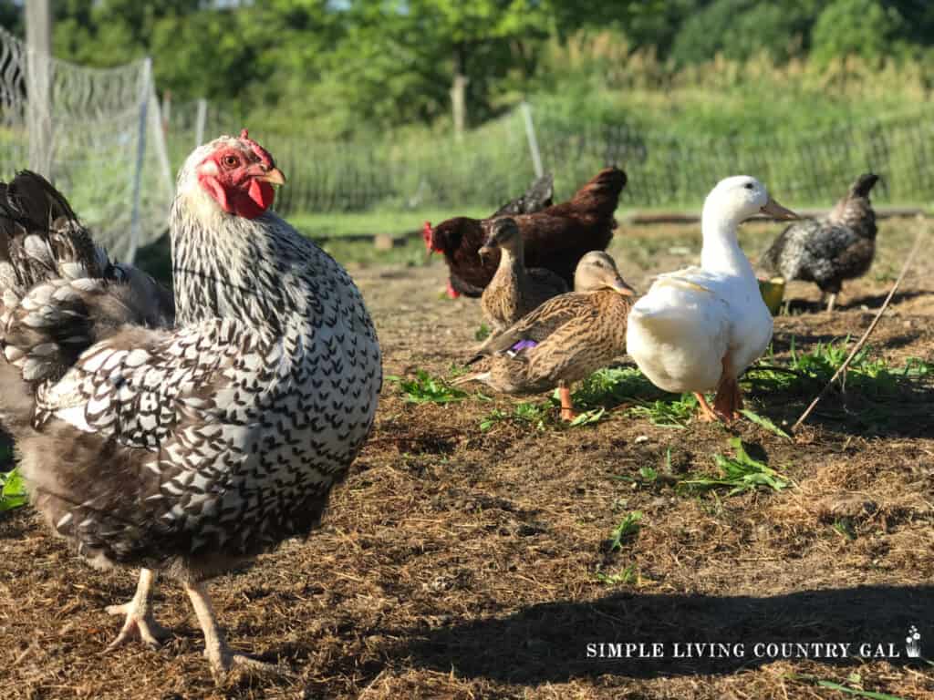 chickens outside in the summer sun