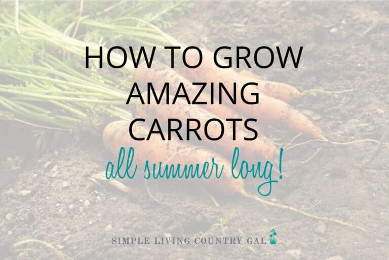 How to Grow Carrots for Beginners