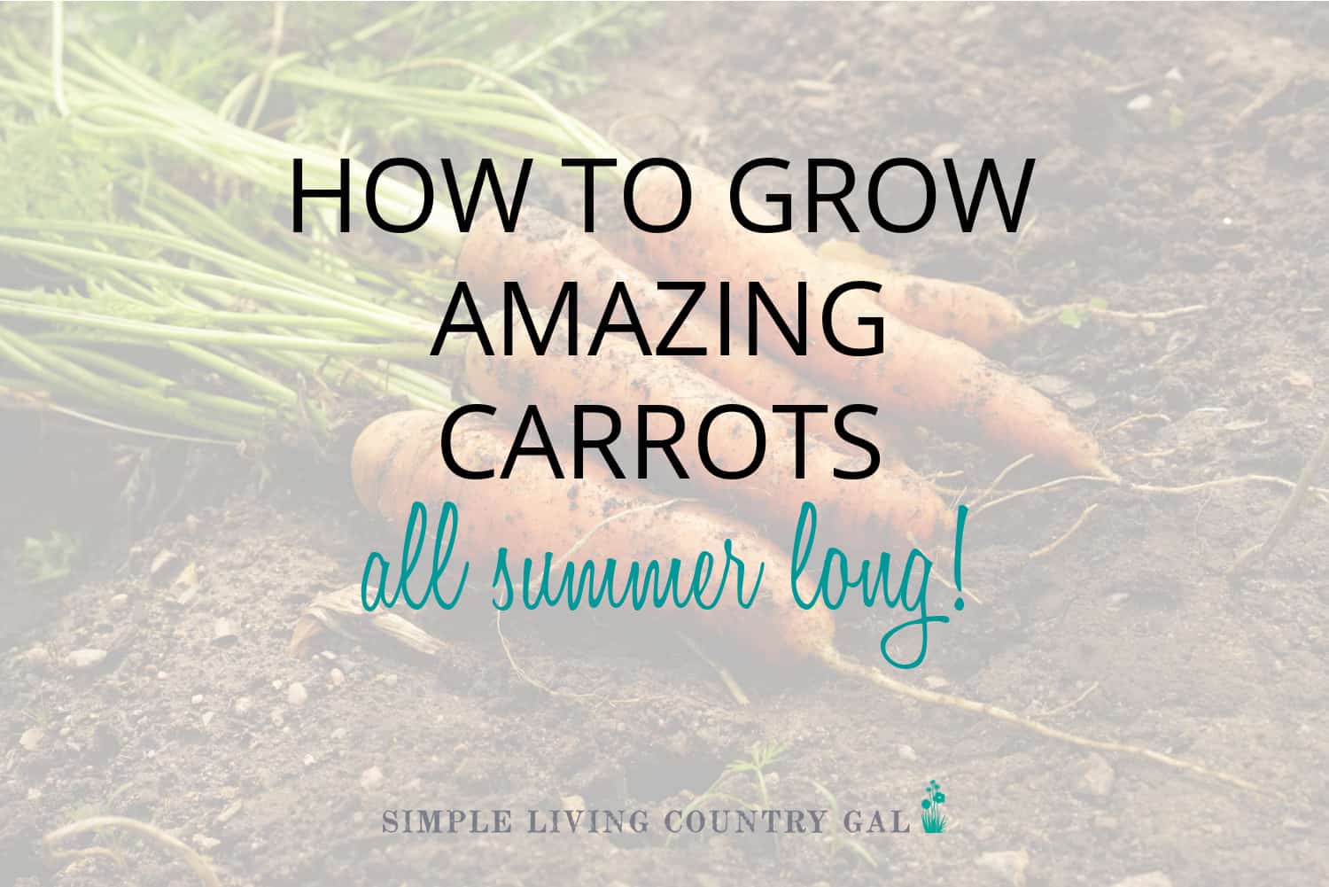 How to grow carrots for beginners simple living country gal
