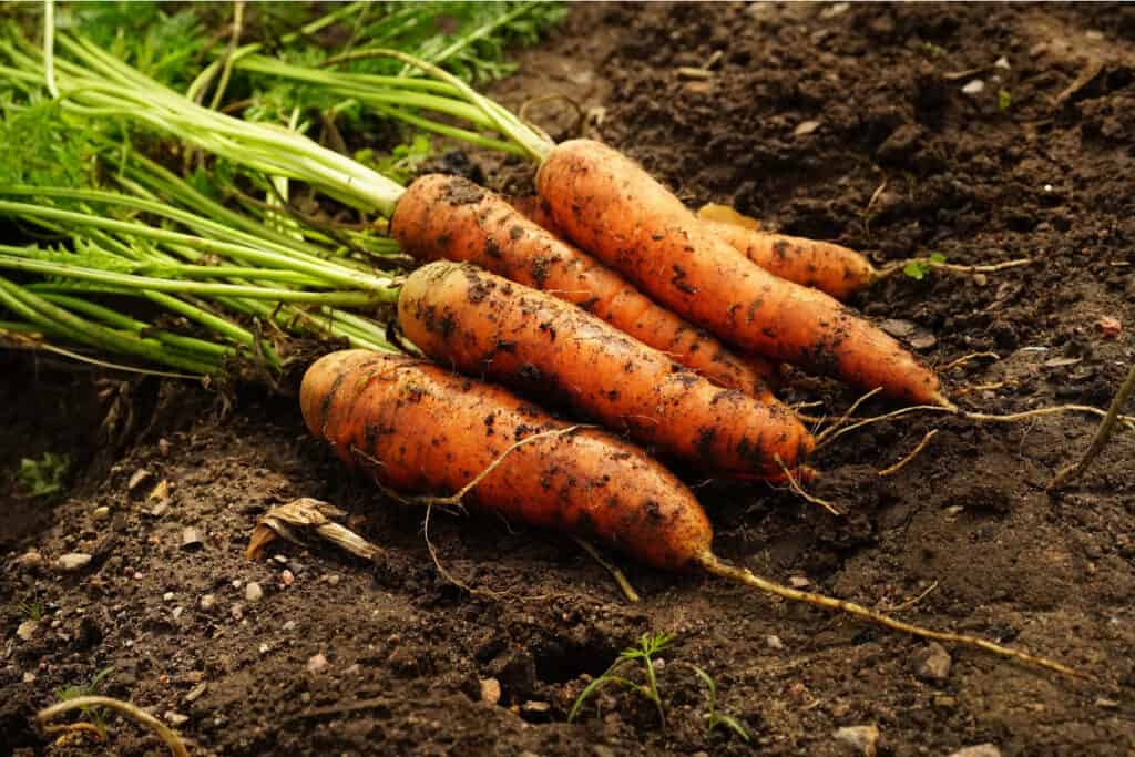 a pile of freshly grown carrots from the garden