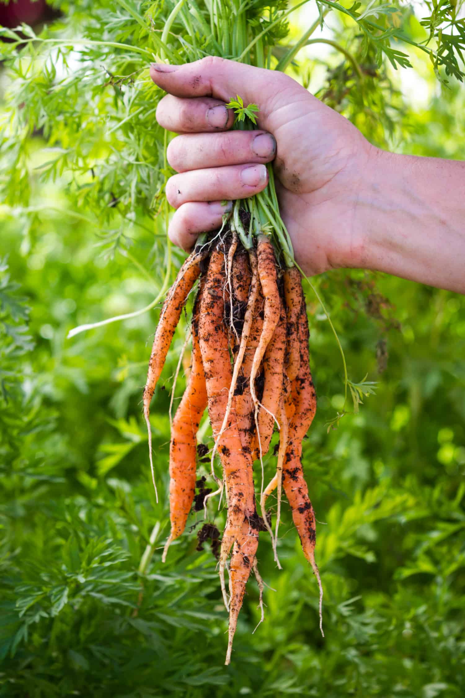 hands holding a bunch of freshly harvested carrots from a local home garden