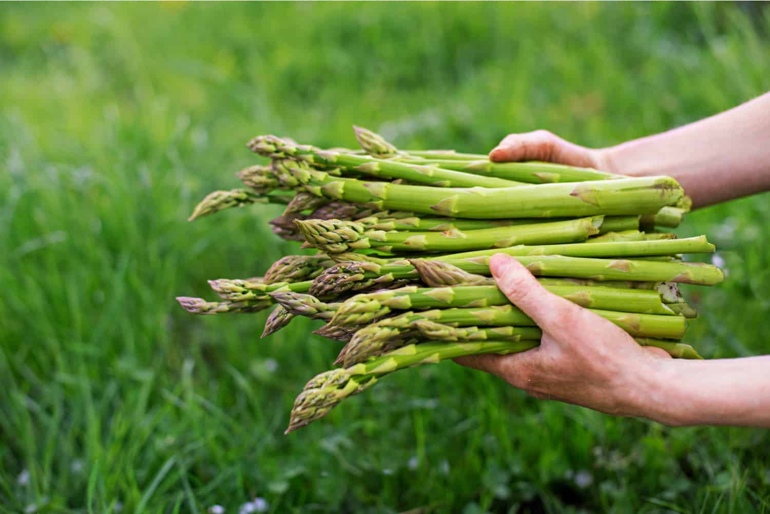 hands holding home grown asparagus