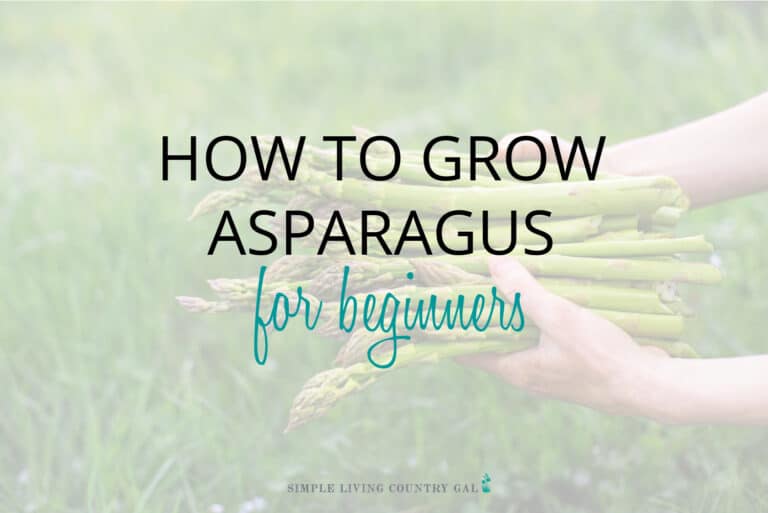 How to Grow Asparagus for Beginners