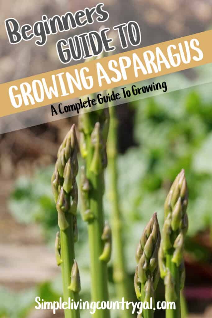 how to grow asparagus for beginners
