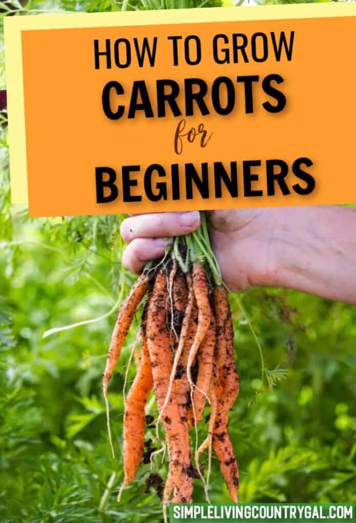 how to grow carrots for beginners