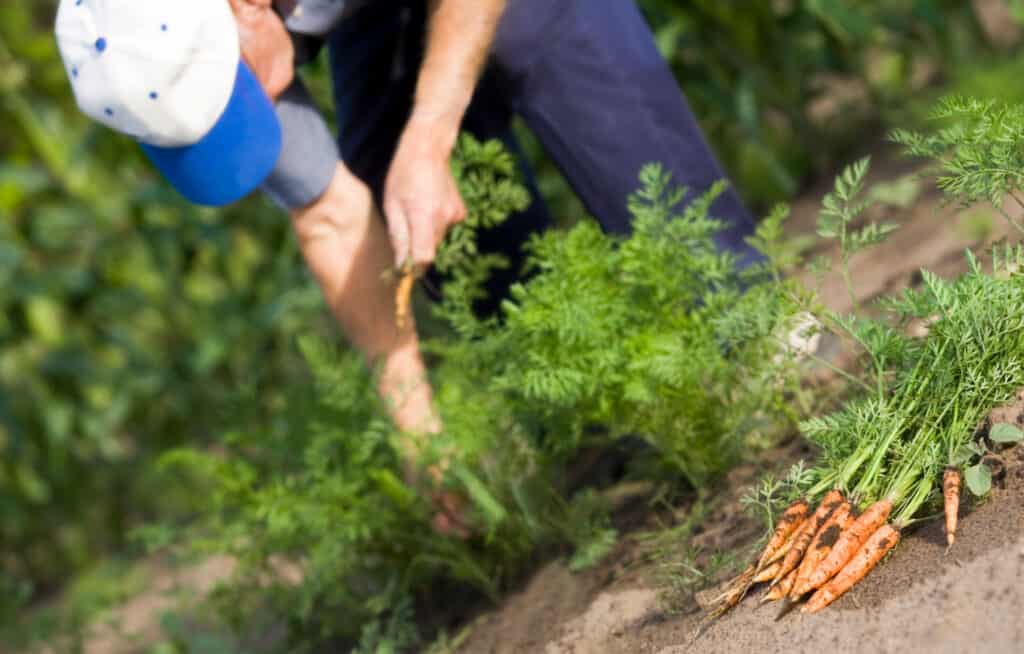 man picking carrots from his garden (1)