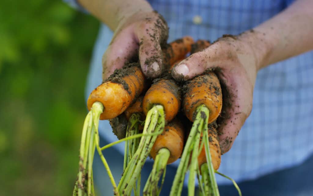 muddy hands holding a bunch of carrots from the garden (1)