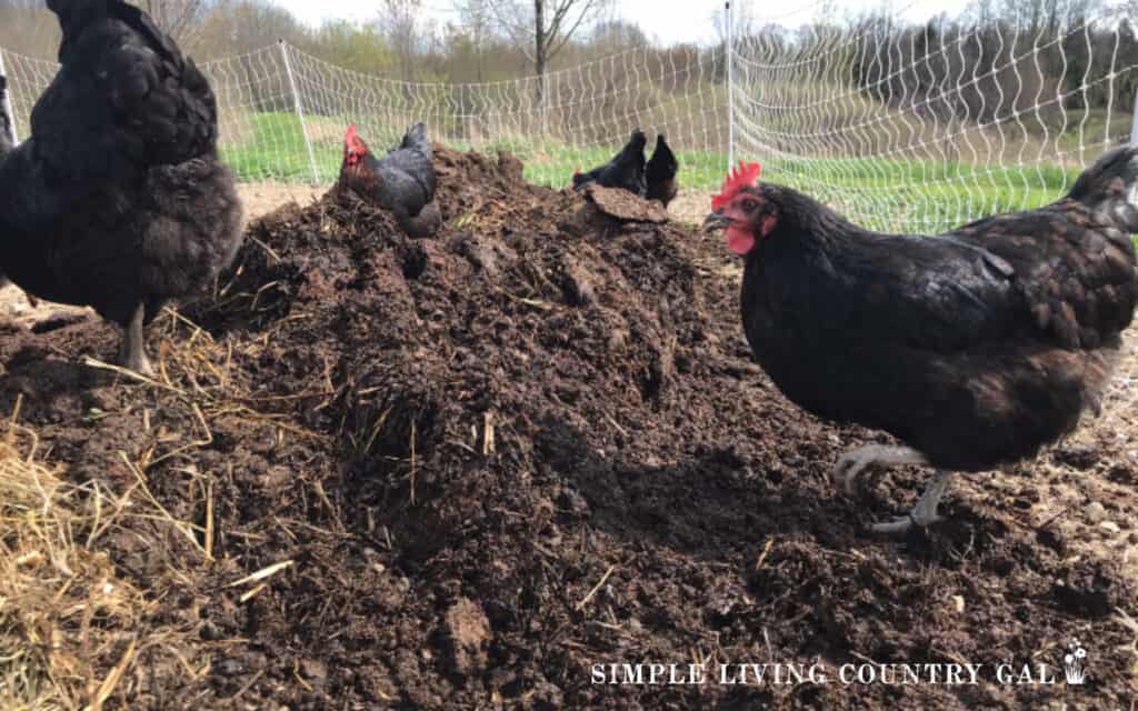 a flock of chickens scratching in a pile of garden soil