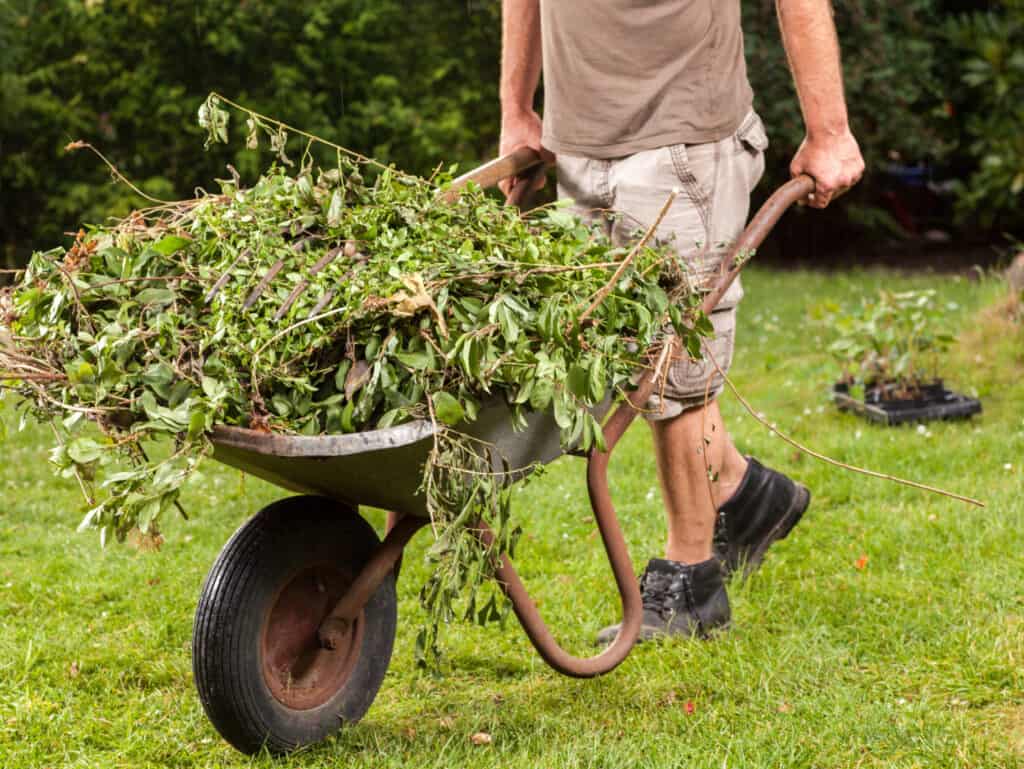 The gardener is carrying the garden waste via a hand barrow to the next compost heap