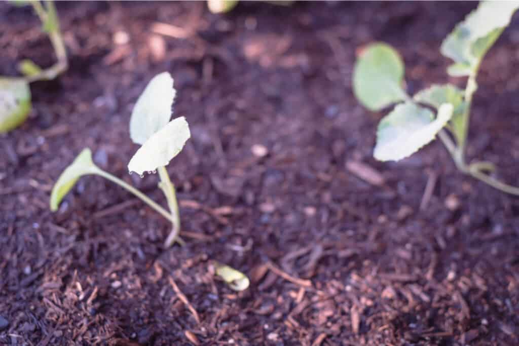 young broccoli seedlings growing in a garden