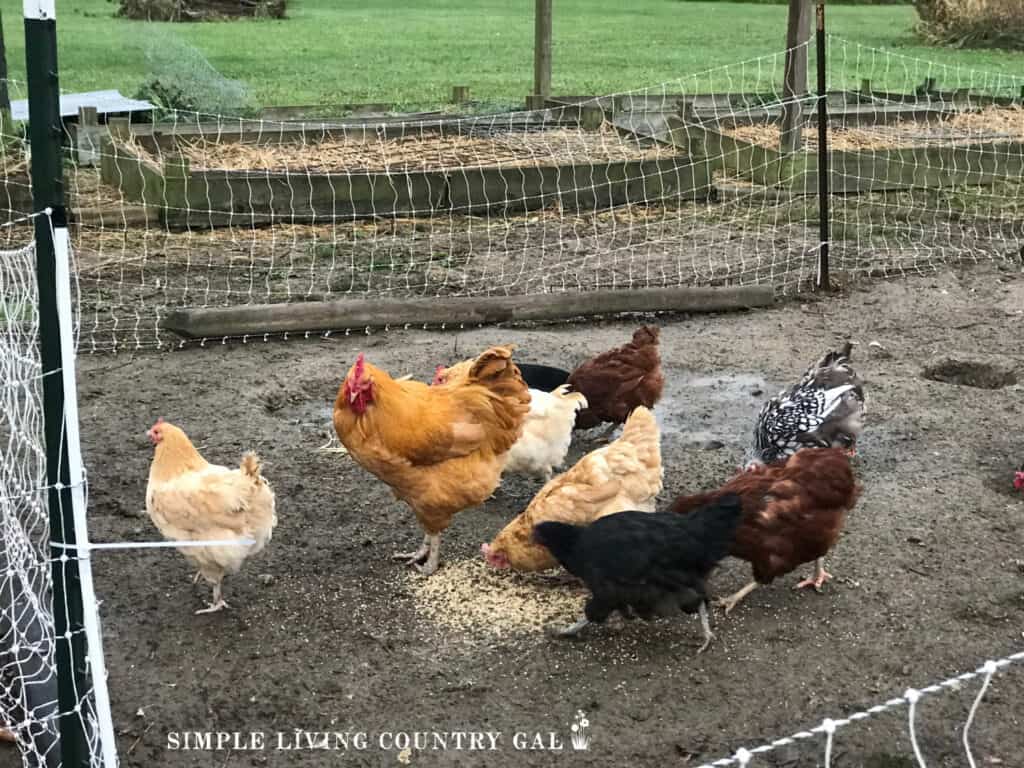 chickens fence netting near a backyard garden