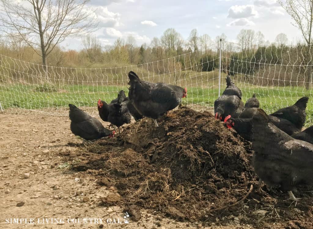 chickens working fresh compost into a garden