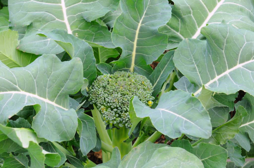 Closeup of a Broccoli plant