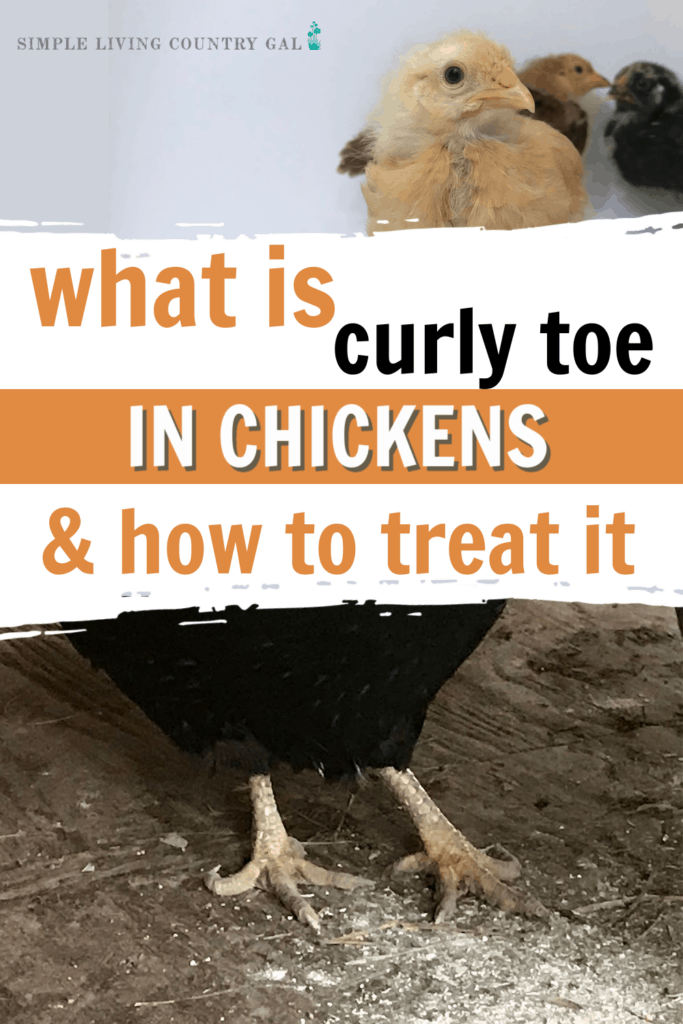 curly toe in chickens