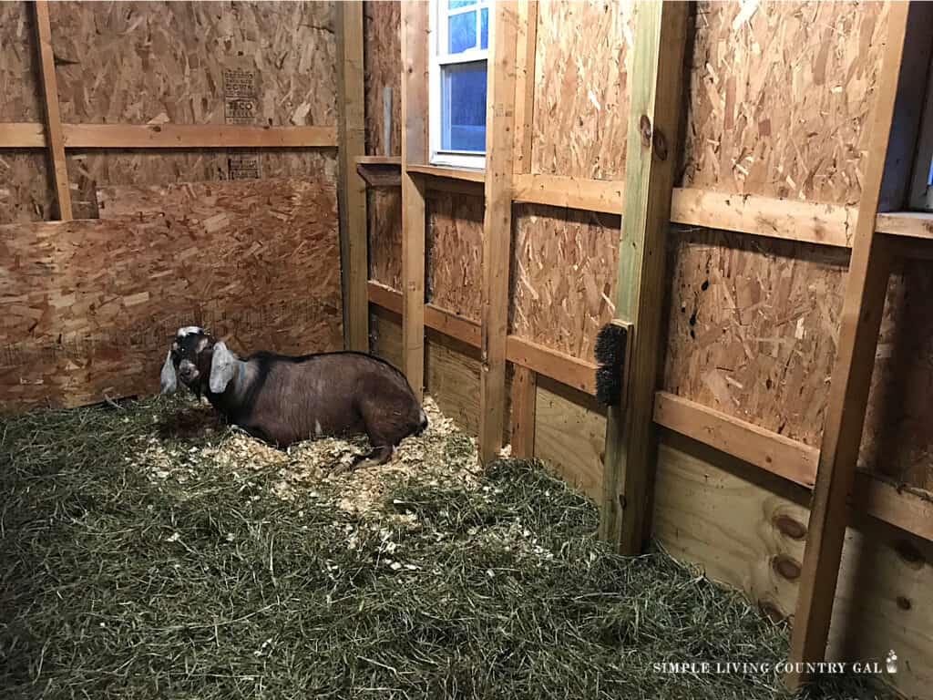 fin sleeping on straw deep litter method