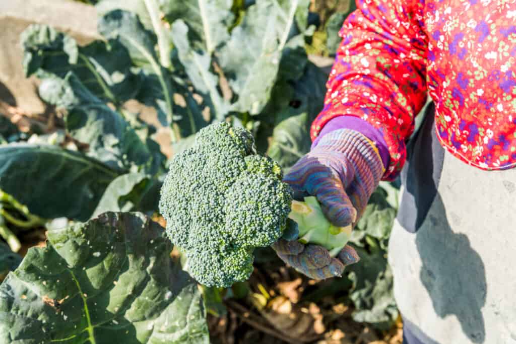 fresh picked broccoli in the garden