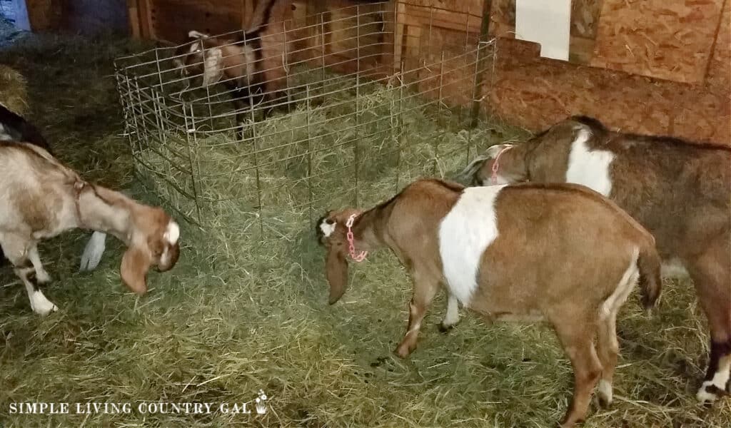 goats eating from a hay bin in a barn