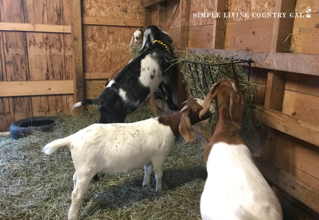 goats in barn deep litter on the ground