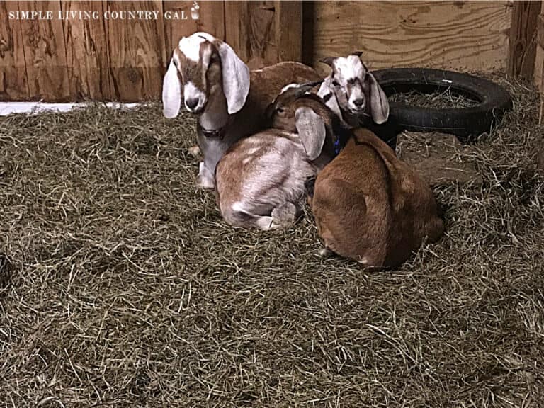 How to Use the Deep Litter Method Simple Living Country Gal