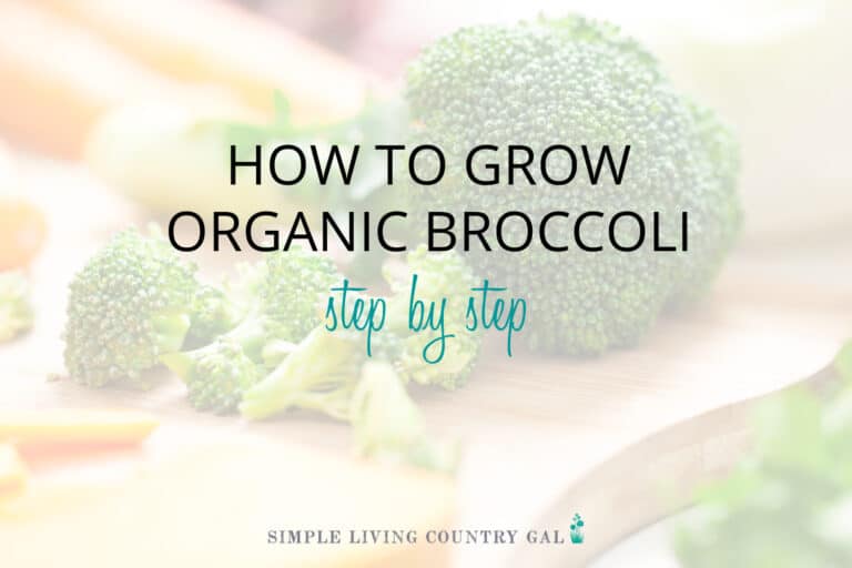 How to Grow Broccoli for Beginners