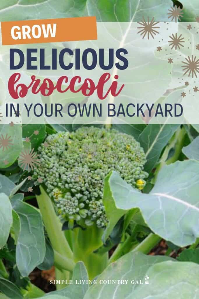 how to grow broccoli for beginners