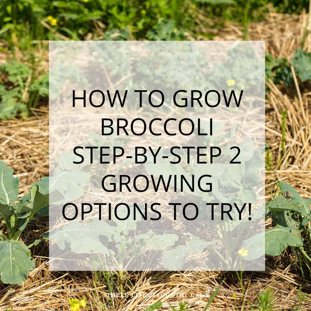 how to grow broccoli for beginners