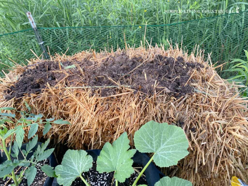 soil on a straw bale in a small backyard setup 