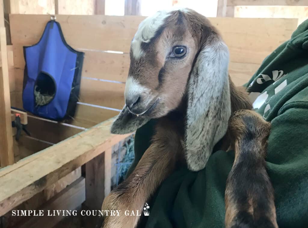 Baby goat being held in a woman's arms