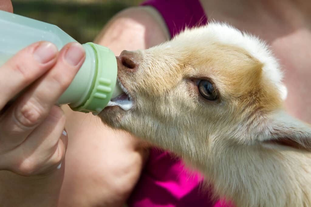 Goat farmer bottle feeds milk to a baby goat by hand.