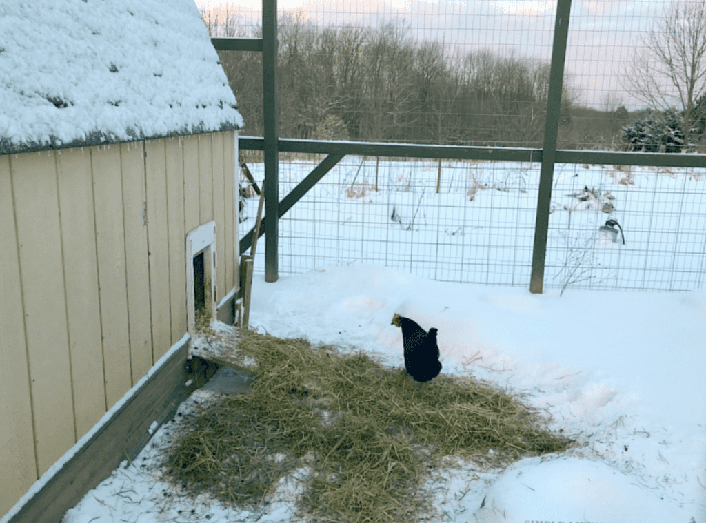 a chicken outside in run standing on straw in the snow