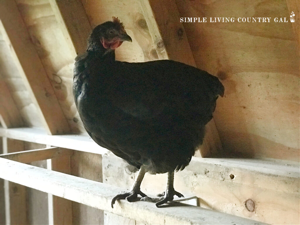 a black chicken standing on a roost in a coop