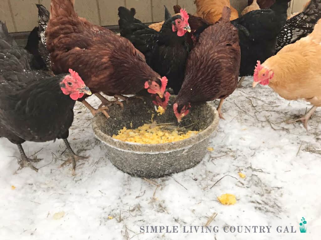 a flock of chickens eating scrambled eggs out of a bowl in the snow