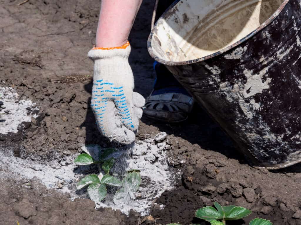 a gloved hand sprinkling ash onto a plant in a garden