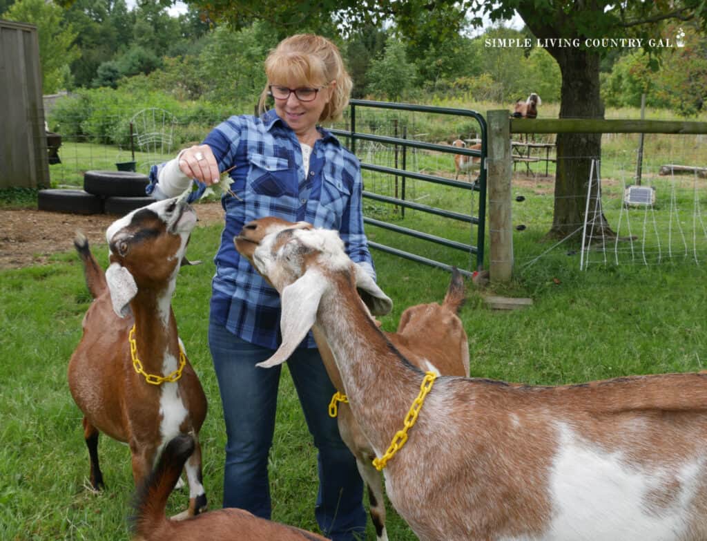a woman in a blue shirt feeding leaves to a group of dairy goats