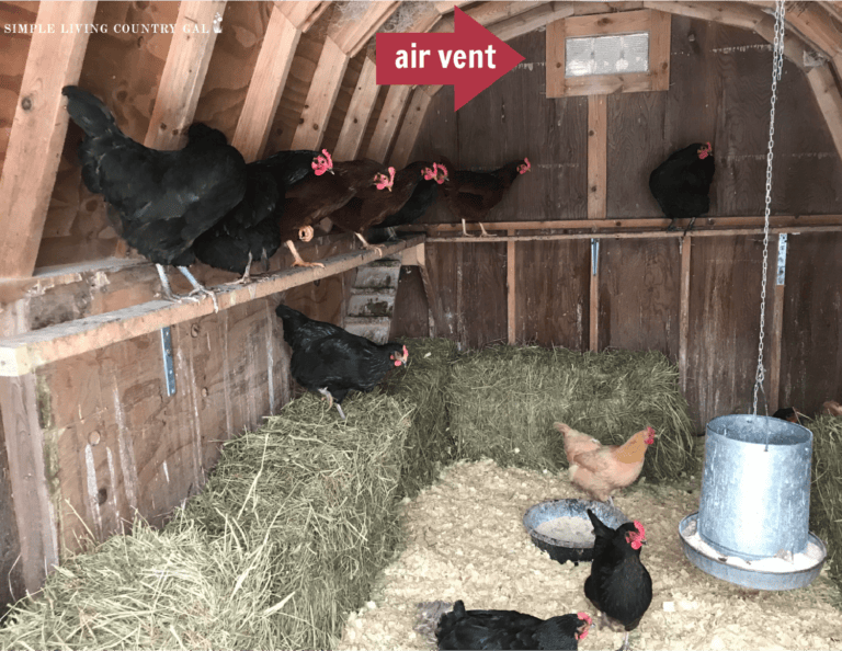 How To Keep Chickens Warm In Winter Without Electricity Simple Living