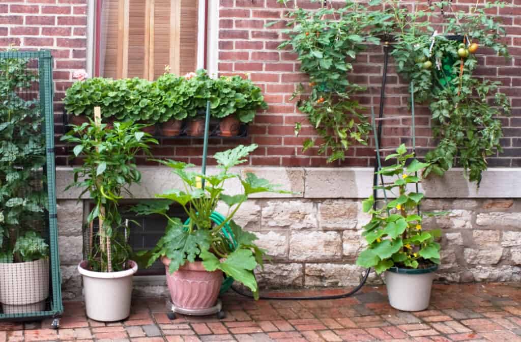 containers of vegetables growing on a city patio
