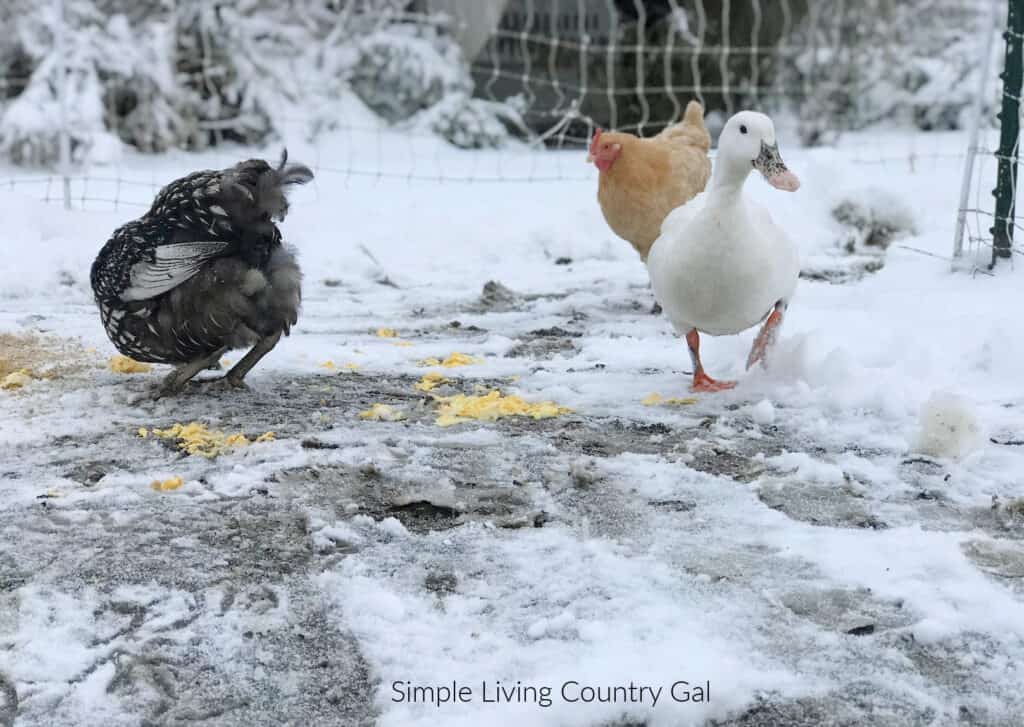 a white duck and 2 chickens walking outside on the snowy ground