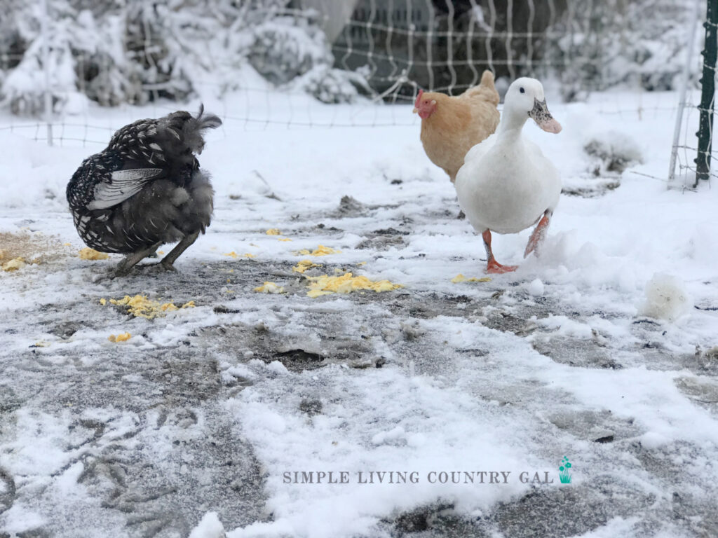 ducks and chickens outside in the winter