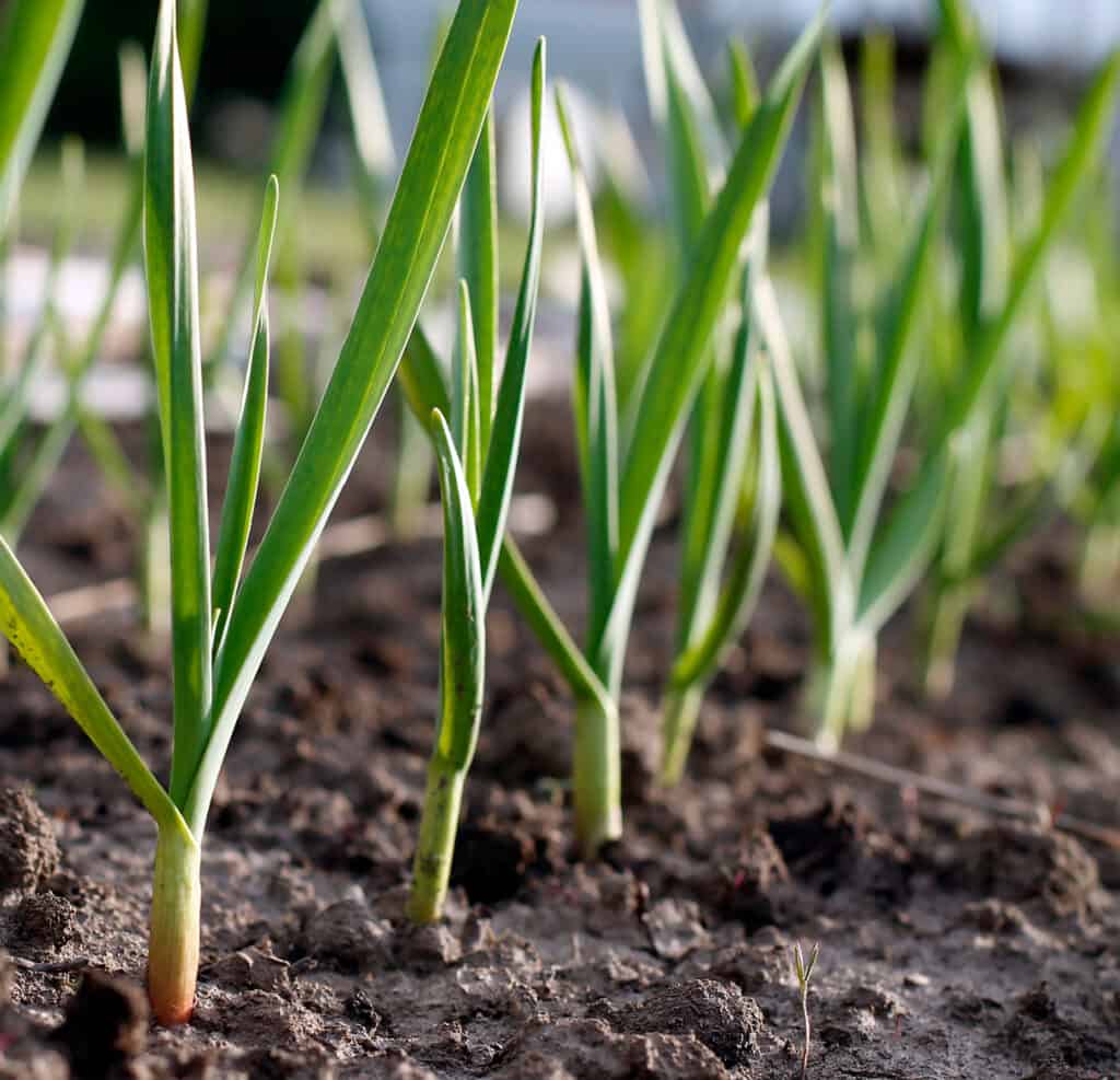 fresh green garlic growing in a garden bed