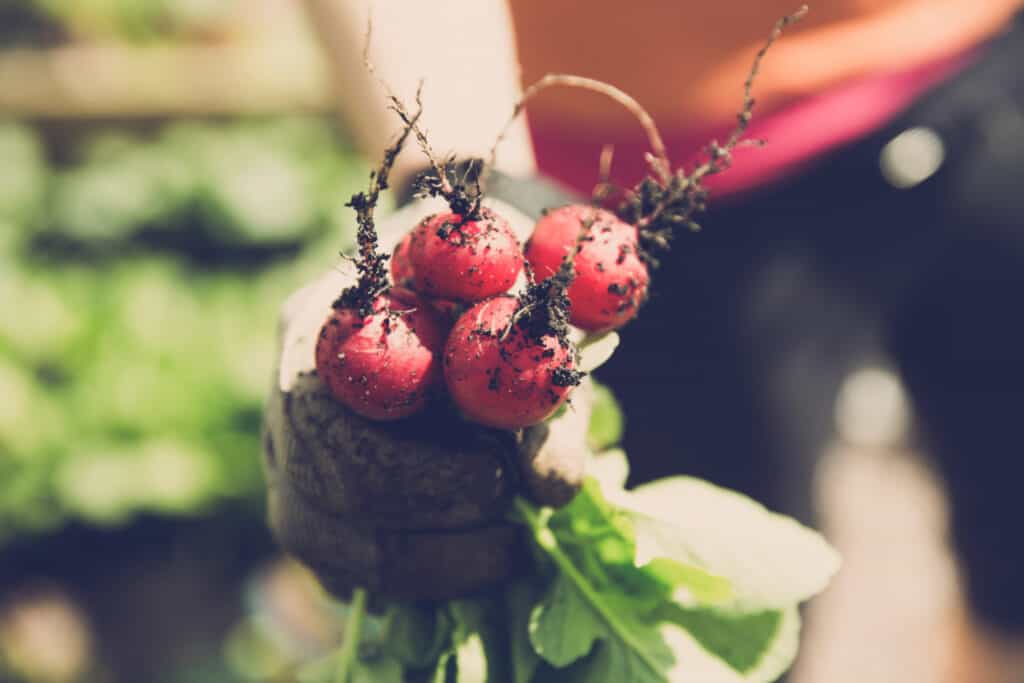 woman picking fresh radish from her garden