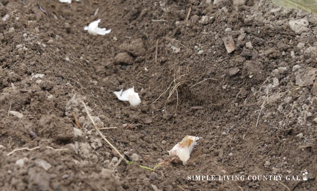 garlic cloves panting in a garden