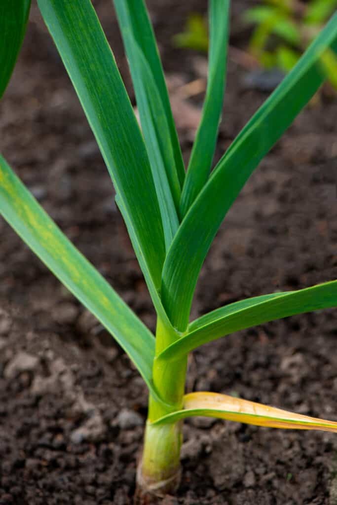 Stem of a garlic plant growing in a vegetable garden. Spring season.