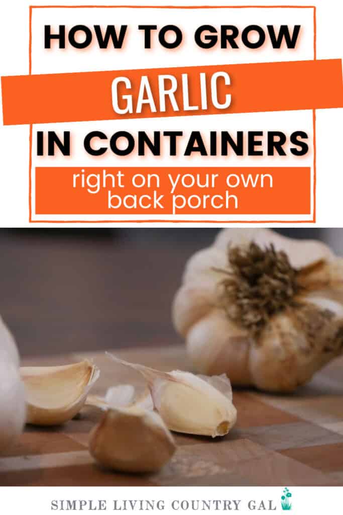 How to grow amazing garlic in containers