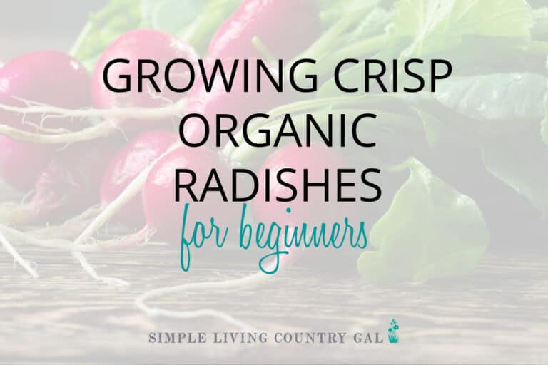 How to Grow Radishes for Beginners