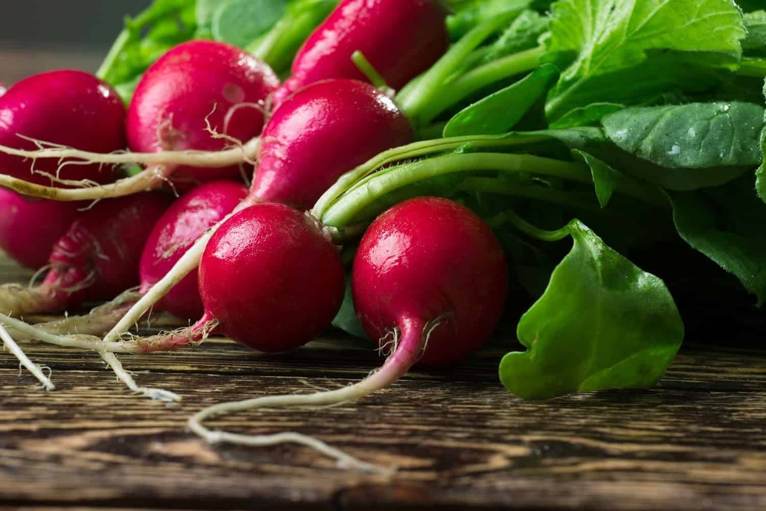 A bunch of fresh grown radishes