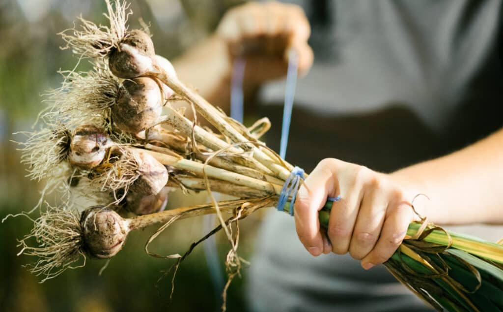 Tighting a rope Around a Freshly Picked Garlic ready to Dry